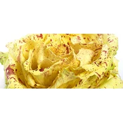 RADIČ VARIEGATA DI CASTELFRANCO BIG PACK 20gr