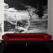Foto tapeta - Grand Canyon tree 250x193