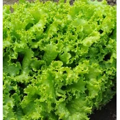SOLATA SALAD BOWL BIG PACK 15gr