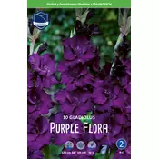 Čebulice Gladiola Purple Flora, 10 kosov