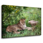 shumee Platno s tiskom Živali Levinje 70x50 cm