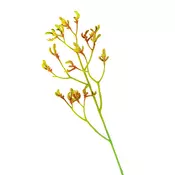 UKRASNA GRANCICA