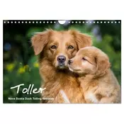 Toller - Nova Scotia Duck Tolling Retriever (Wandkalender 2026 DIN A4 quer), CALVENDO Monatskalender