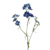 Delphinium 83 cm modre barve - modra - 76 do 100 cm