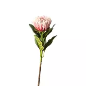 PROTEA