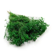 Posušen cvet metle - Metla - Zelena