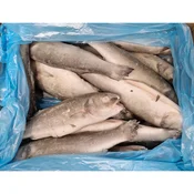 Brancin, očiščen, 200-300 g, 5 kg, zm.