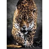 Clementoni Puzle 1000 wildlife