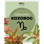 Horoskop rastlina: Kozorog (Aglaonema)