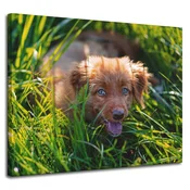 shumee Platno s sliko Živali Pes v travi 100x80 cm
