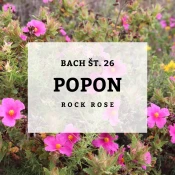 Bachove kapljice 26, Popon - Rock Rose, 10 ml