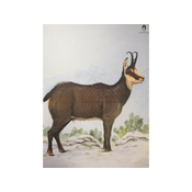 Tarča EU Gams mala 43x33 cm