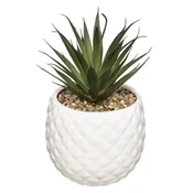 Cvet U Saksiji Pineapple