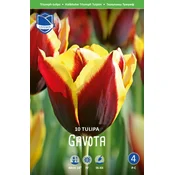 Čebulice tulipan Gavota, 10 kosov