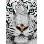 Enjoy - Puzzle White Siberian Tiger - 1 000 kosov