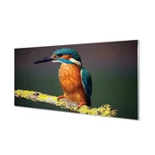 tulup.si Stenska plošča za kuhinjo Colorful ptica na veji 100x50 cm