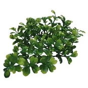 Lucky Reptile Turtle Rastline Bacopa pribl. 40 cm