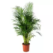 DYPSIS LUTESCENS Zasadena biljka, palma areka, 24 cm