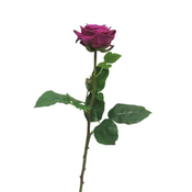 Vrtnica RT Barcelona roza 65 - roza - 50 do 75 cm