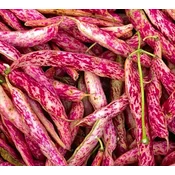 FIŽOLI VISOK ZA ZRNJE BIG PACK 70gr