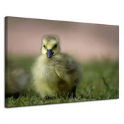 shumee Platno s tiskom Živali Rumena raca 120x80