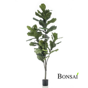 Fikus Lyrata 150cm figa - 101 do 150 cm