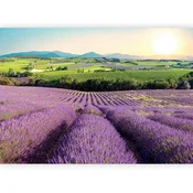 artgeist Fototapeta Lavender Field, 150x105cm