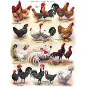 New York Puzzle Company - Puzzle Piščanci - Perutnina - 500 kosov