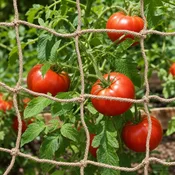 vidaXL Mreža za oporo rastlin iz jute Naravna 1 x 50 m 100% Tossa juta