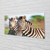 tulup.si Slika na akrilnem steklu Zebra 100x50 cm 4 obešalnika