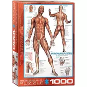 Eurographics Sistem mišica 1000-Pieces Puzzle 6000-2015