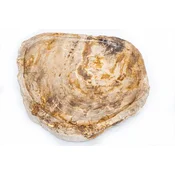 Pladenj Fossil Wood rjavi