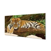 tulup.si Stenska plošča za kuhinjo Tiger drevo 100x50 cm