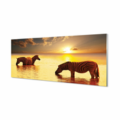 tulup.si Slika na akrilnem steklu Zebras voda sončni zahod 140x70 cm 4 obešalnika