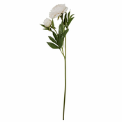 Lene Bjerre Potonika (Paeonia) bela s popkom, 85 cm