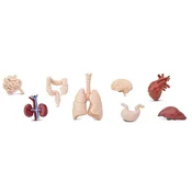 Pamina Store Human Organs (Človeški organi)