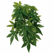 Terarijska rastlina oslezovec - viseča, 20x30 cm