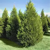 CUPRESSOCYPARIS LEYLANDII, VIŠINA 350-400cm, V LONCU 110lit