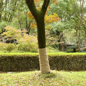 vidaXL Rola iz jute 2 kosa 1x50 m 100 % juta 200 g/m2