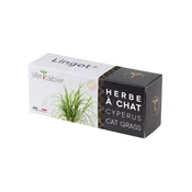 Pack of Lingot cat grass Cyperus seeds - Veritable