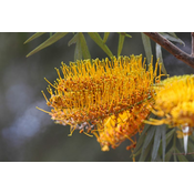 Flora Ekspres Seme cveca, Svileni hrast - Grevillea robusta