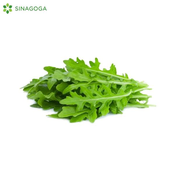 RUKOLA 100G POVOC