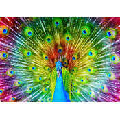 Enjoy - Puzzle Colorful Peacock - 1 000 kosov
