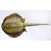 Riba - igrača GABY The Bluespotted Stingray 85 cm | GP-175372