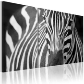 Slika - Mrs. Zebra 60x40