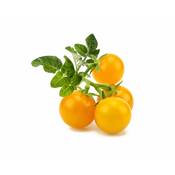 Click and Grow lonček s semeni: 3x mini rumeni paradižnik (plant pod)