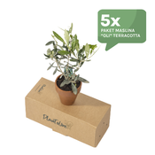 Olive “Oli” in Terracotta – Pack of 5 (Olea Europaea)