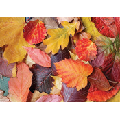 Magnolia - Puzzle Pisani listi  - 1 000 kosov
