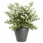 shumee Vrtni lonec Purea, antracit, v41,2 x 46,4 cm