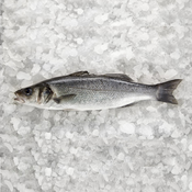 Brancin, neočiščen, 300-400 g, HR, svež